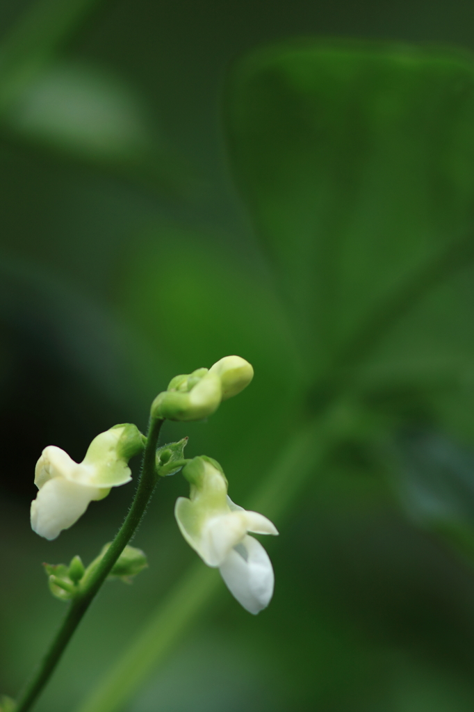 インゲンの花