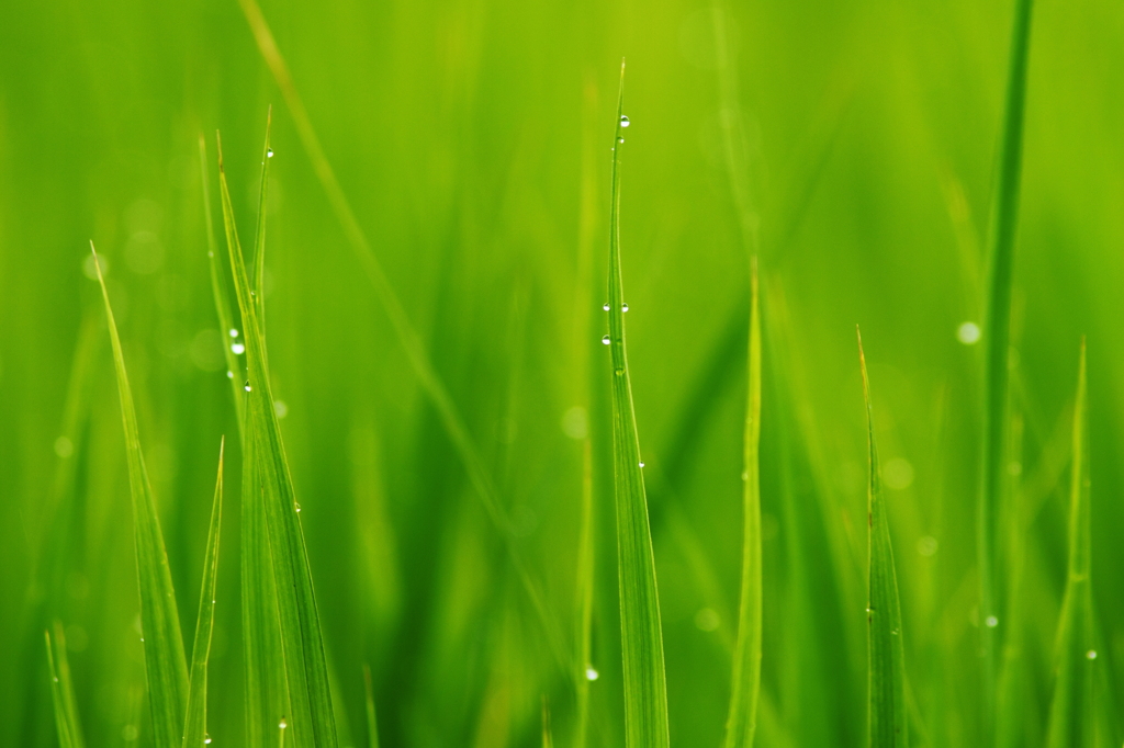 朝露のように．．．
