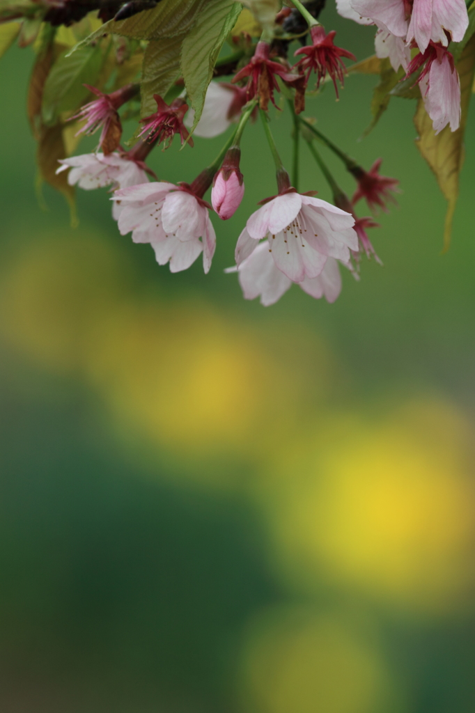 安行寒桜