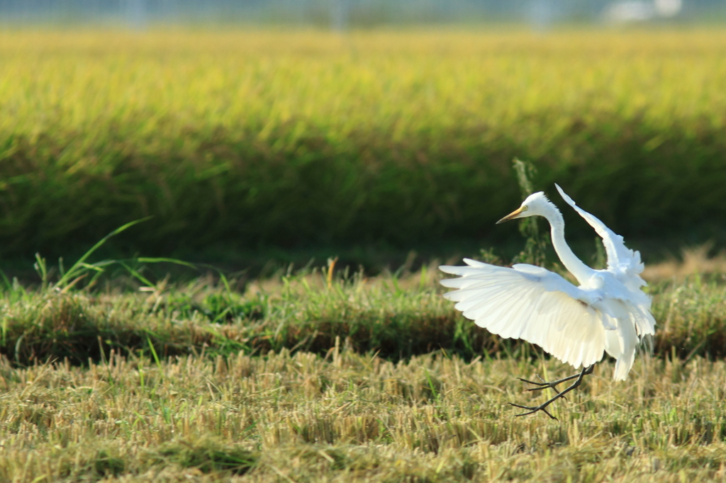 landing
