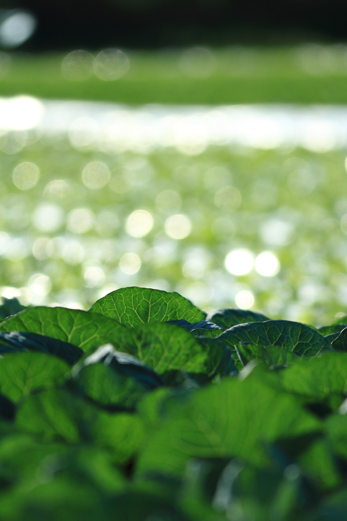 緑の高原野菜