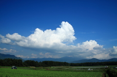 高原野菜