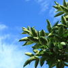 夏空