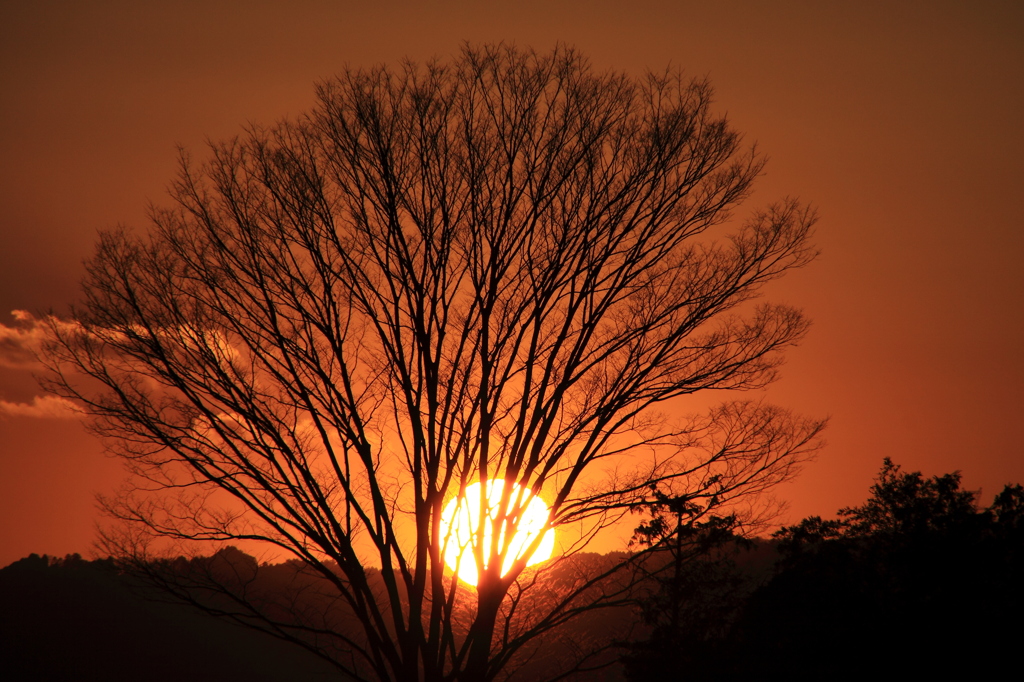 欅と夕日