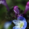 春の野草コラボ♪