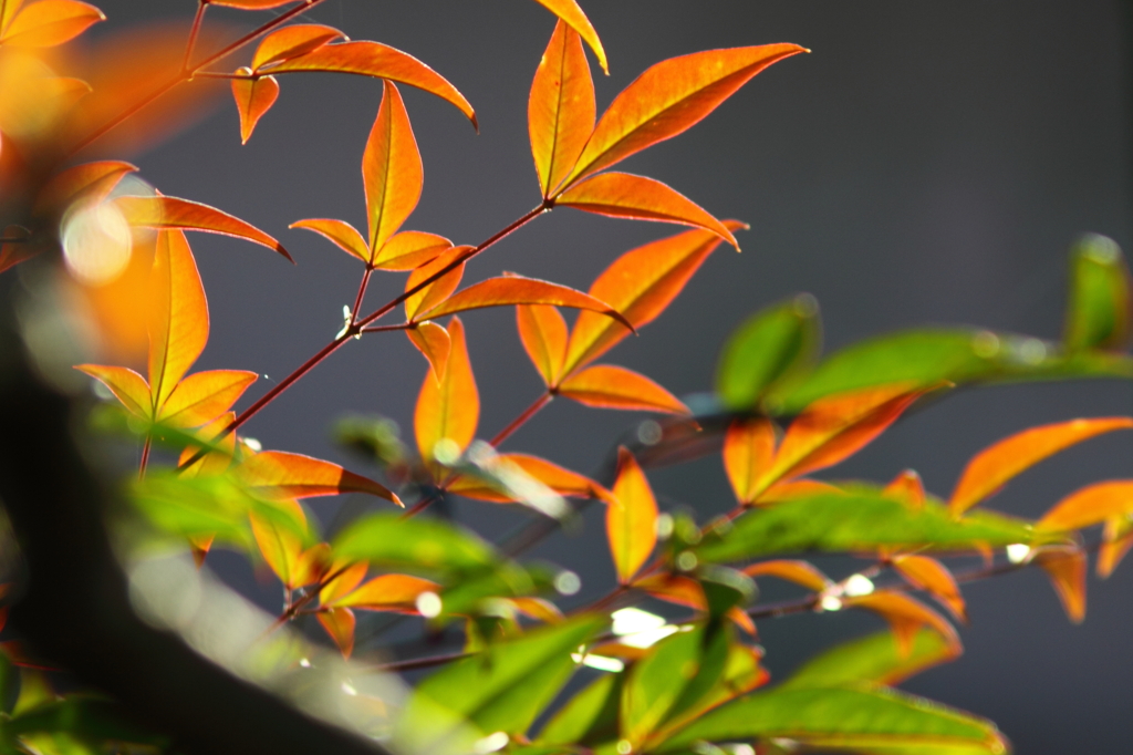 我が家の紅葉