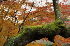 主役交代^o^/ （成田山公園の秋④）