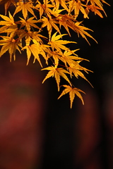 成田山公園の秋①