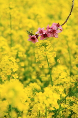 菜の花と桃のコラボ♪