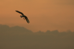 夕刻