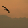 夕刻