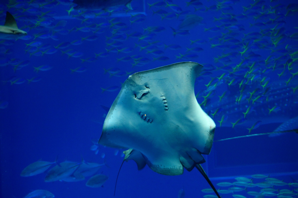 美ら海の生き物達