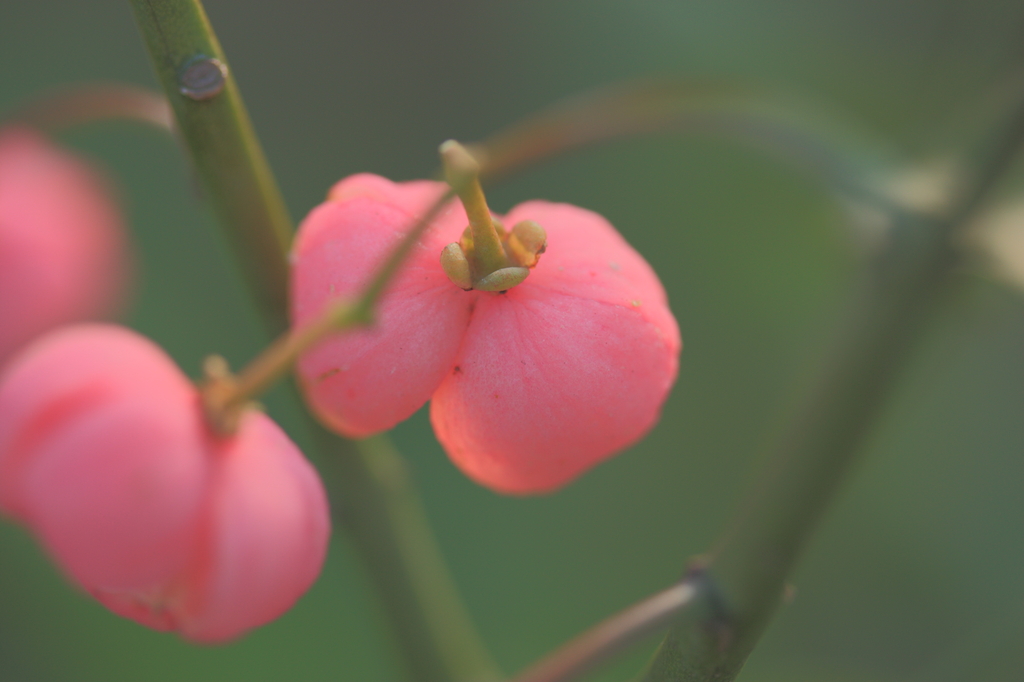 私、花じゃないんです^^
