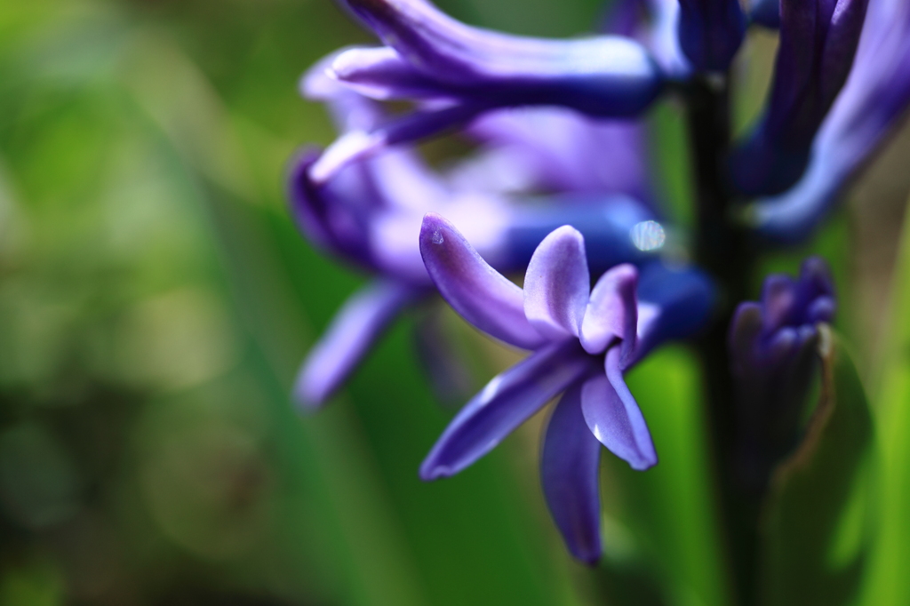 芳香花♪