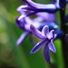 芳香花♪