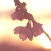 桜色