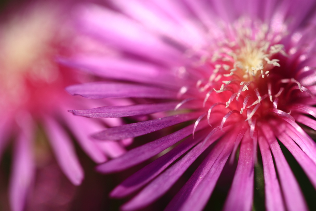 地上の花火