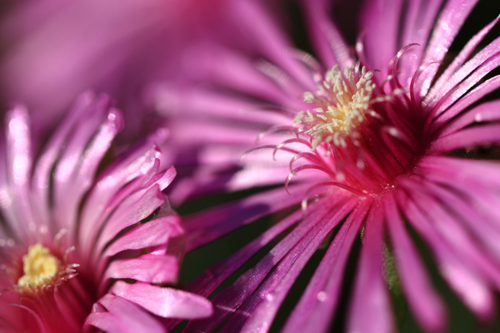 地上の花火