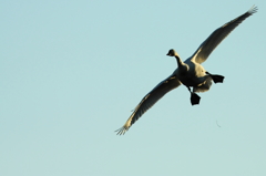 landing approach