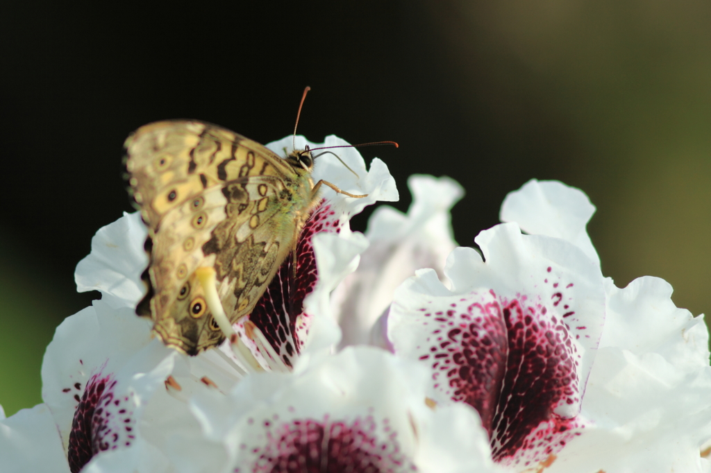 久しぶりの蝶^^