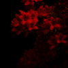 紅