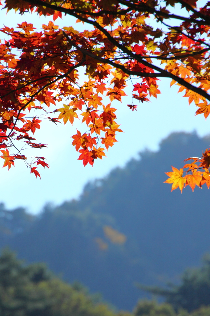紅葉暖簾