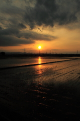 水田の夕景