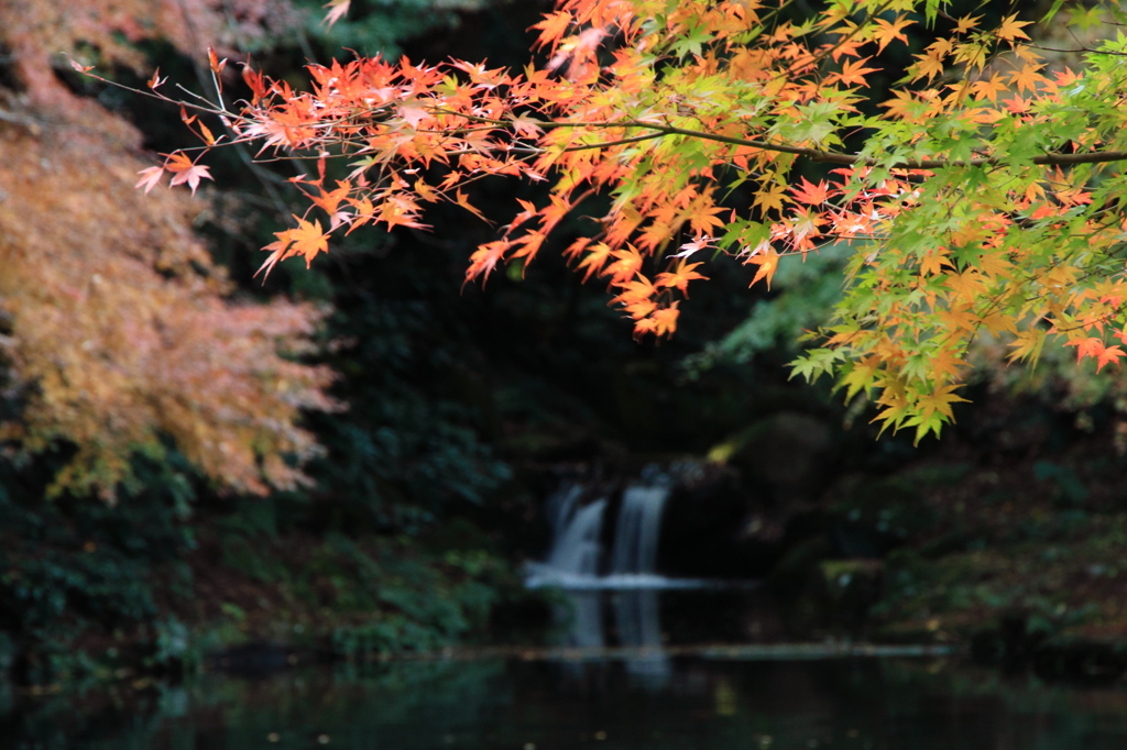 池のほとり