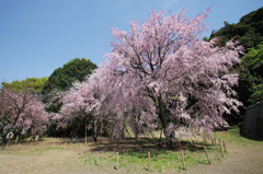 妙見神社の枝垂桜