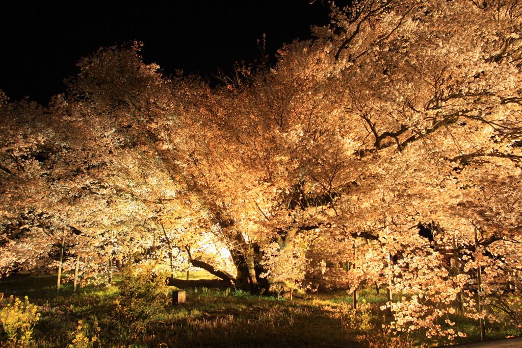 一心行夜桜