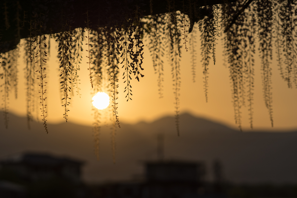 小さな藤棚の夕景