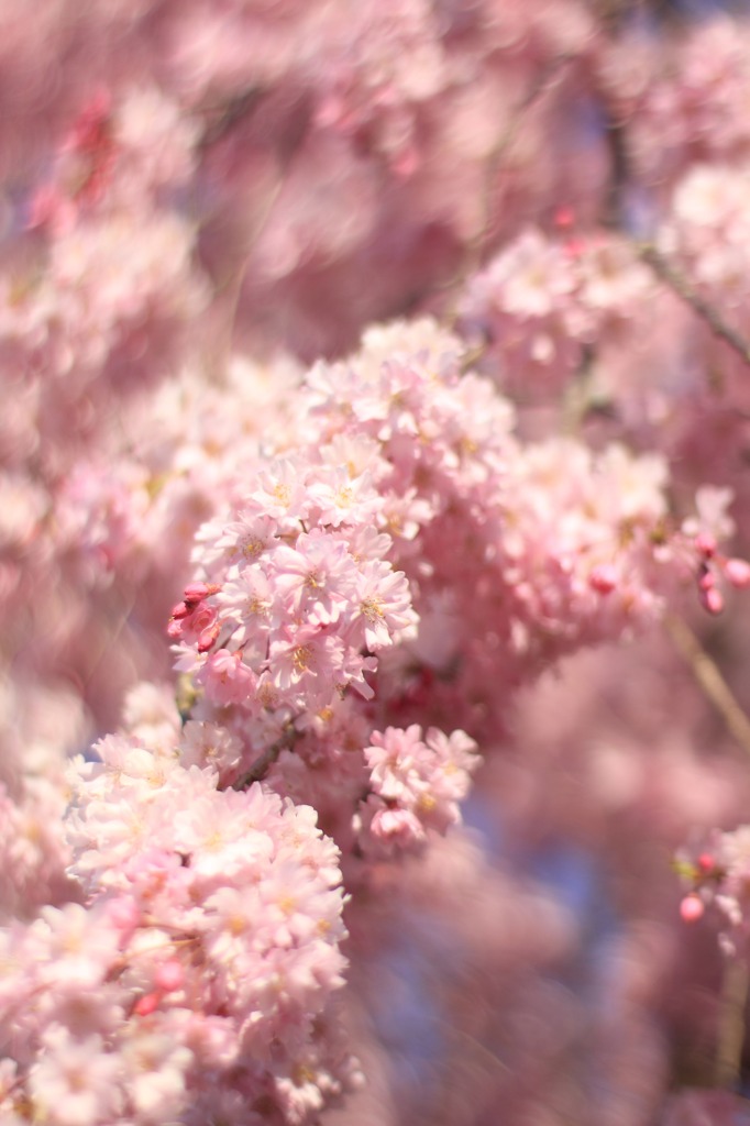 SAKURA Breeze