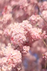 SAKURA Breeze