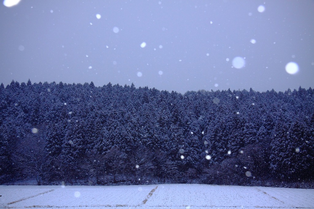 SnowsⅡ