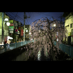 盛り場 堀沿い 雨の夜桜