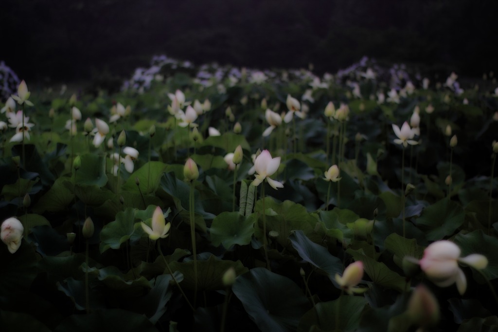 蓮華の情景