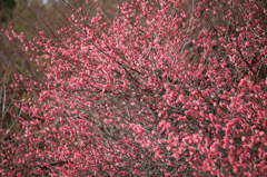 Japanese apricot Ⅱ