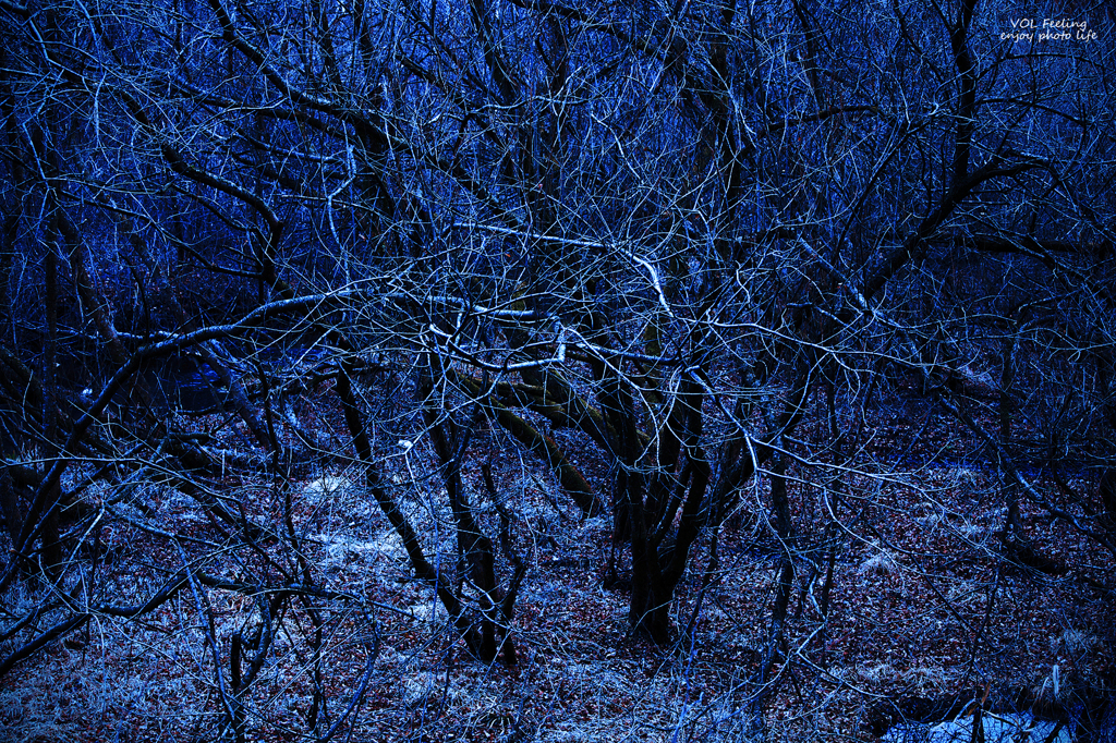 Winter forest