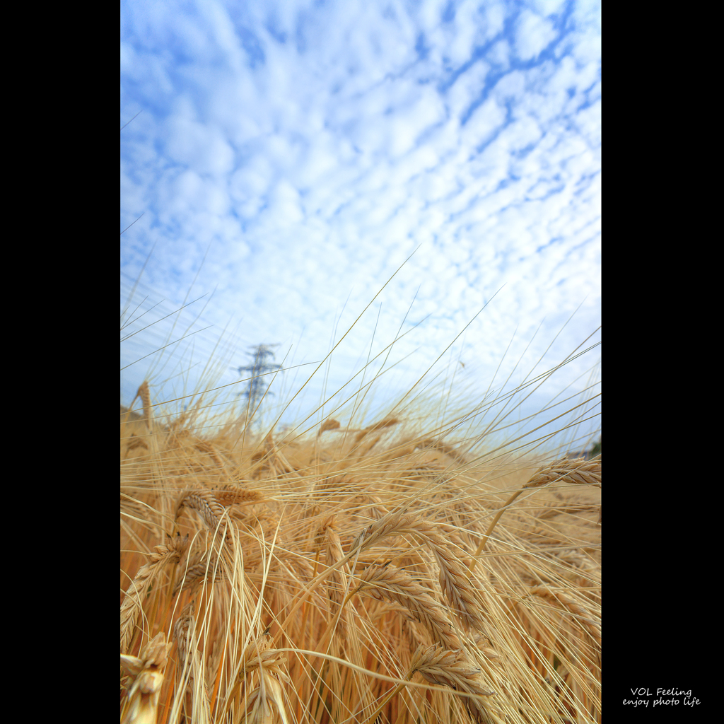 Barley of this year Ⅲ