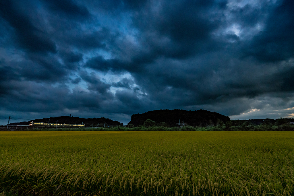 刈り取り待つ稲の夕景