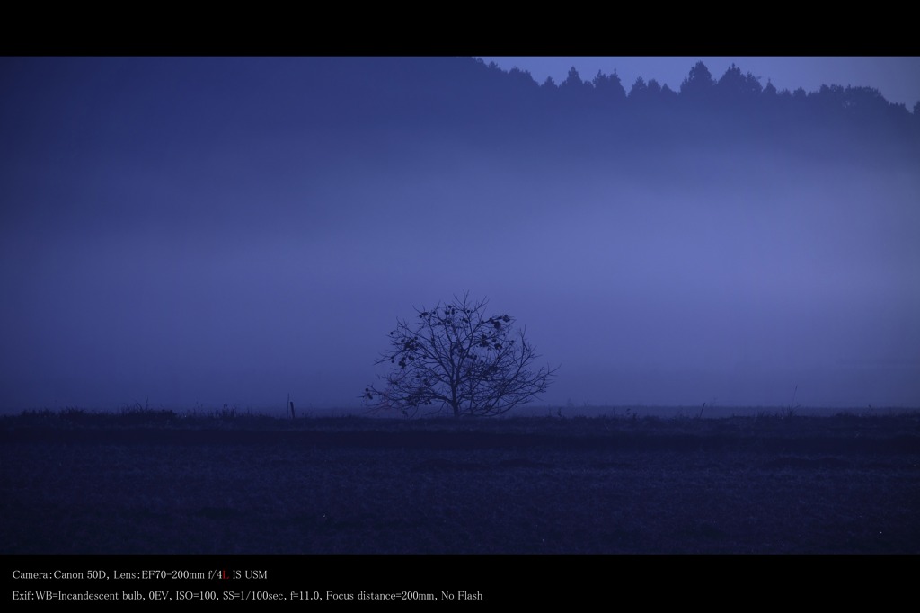 Scene of blue morning mist