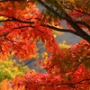 紅葉vol.1