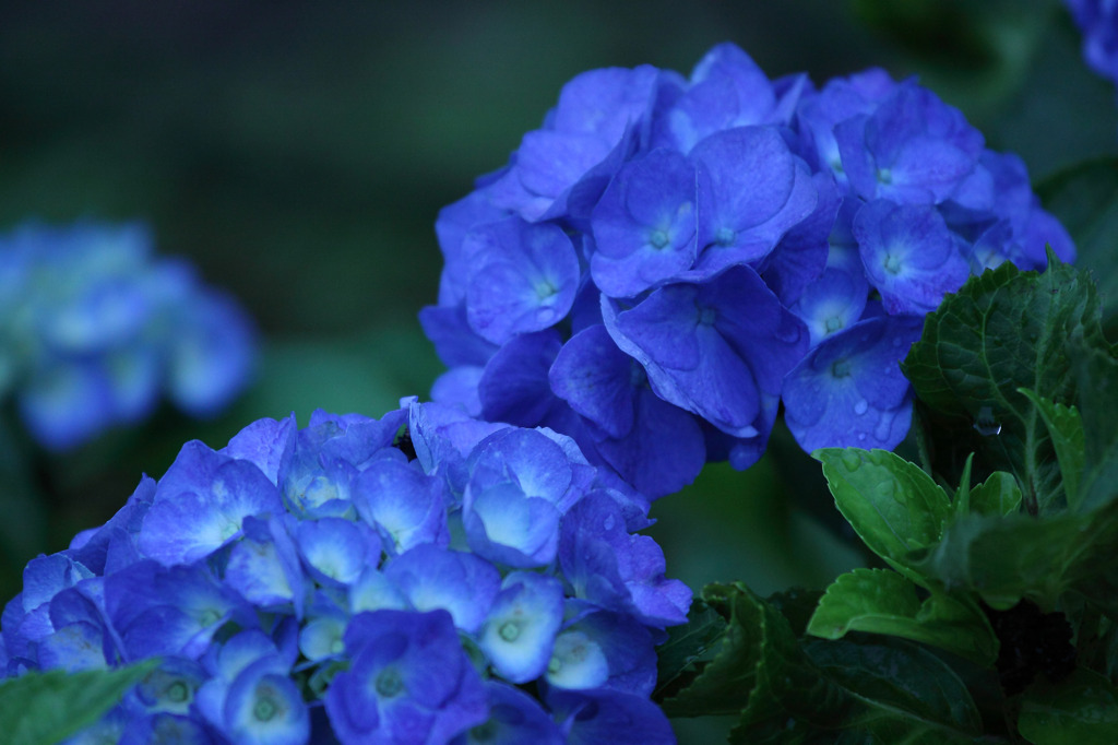 蒼き梅雨花