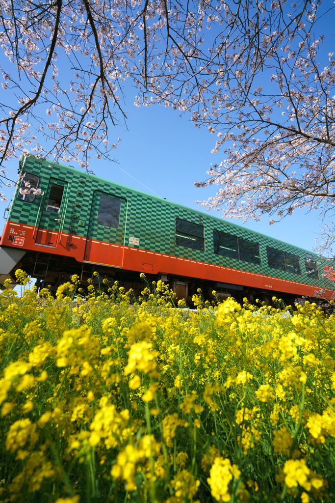 来年もここで撮れますようにⅡ