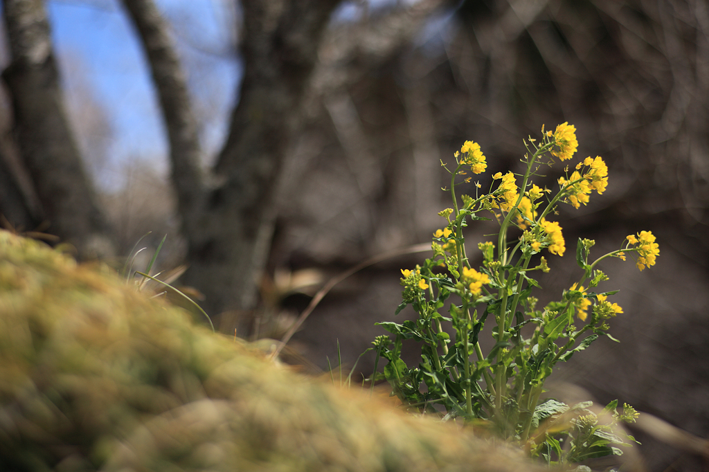 丘の上　菜の花　咲いてた