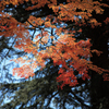 koyo vol.5