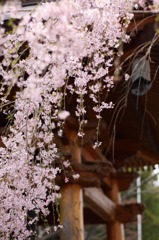 鐘楼と桜