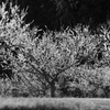 Japanese apricot Ⅲ