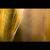 Barley of this year Ⅱ