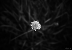 one flower